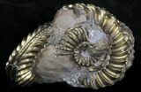 Pyritized Pleuroceras Ammonite Cluster - Germany #33065-1